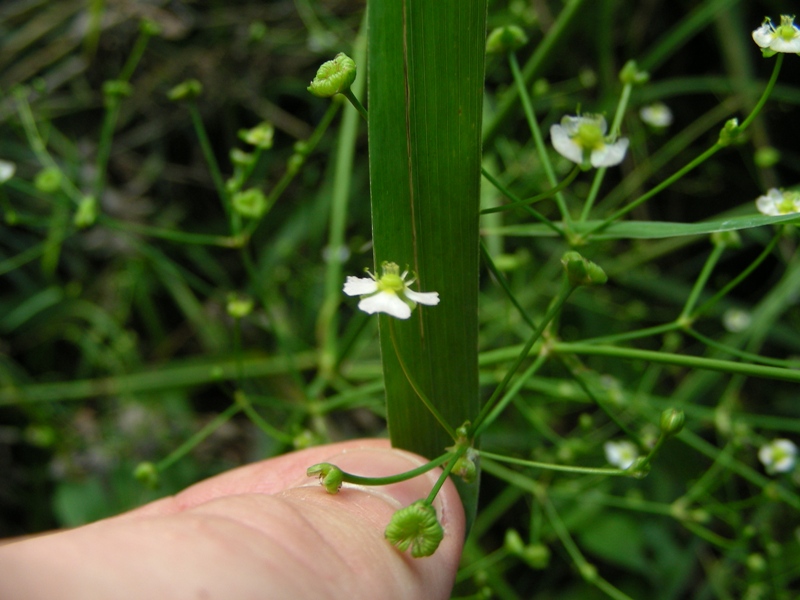 Alisma plantago-aquatica